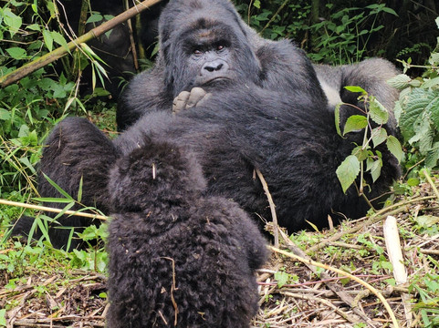 EcoTours Rwanda-吉佳利必去景点