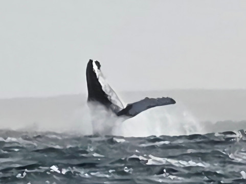 CaboKaiTours-萨尔雷必去景点