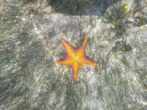 Boss Dhow-Kendwa必去景点