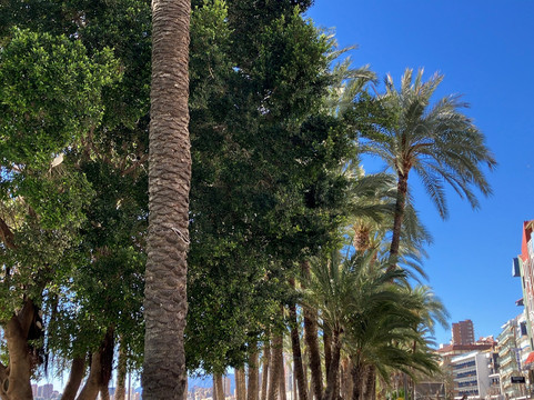 Parc d'Elx-贝尼多姆必去景点