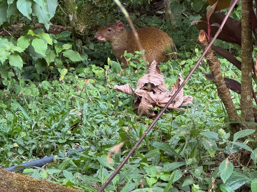 Jardines Secretos-San Gerardo De Rivas必去景点