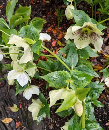 Glendurgan Garden-法尔茅斯必去景点