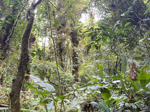 Reserva Bosque Nuboso Santa Elena-蒙特沃德必去景点