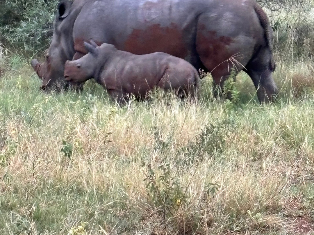 在Qwabi私人游戏保护区Letamo主图