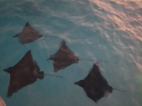 Diving Bluetribe Moofushi-南阿里环礁必去景点