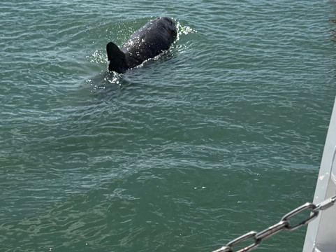 Gasparilla Boat Tours-恩格尔伍德必去景点