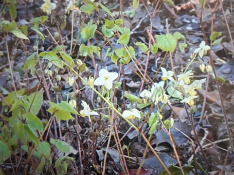 Green Island Gardens-Ardleigh必去景点
