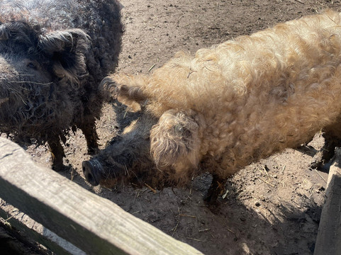 Jarrow Hall Anglo-Saxon Farm, Village and Bede Museum-Jarrow必去景点