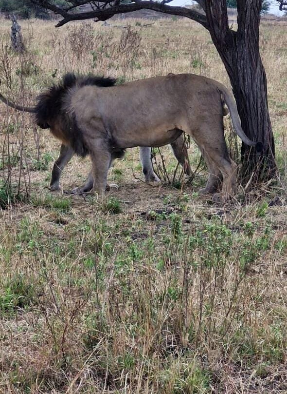 Natural World Kenya Safaris-Masai Mara-Mara North Conservancy必去景点