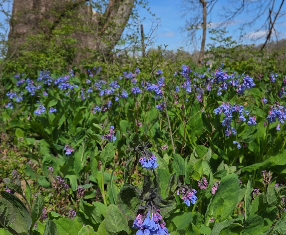 Pony Pasture Park (James River Park System)-里士满必去景点