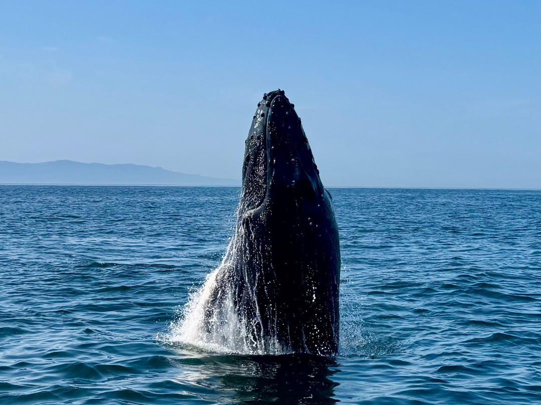 Dressel Divers Puerto Vallarta-蓬塔米塔必去景点