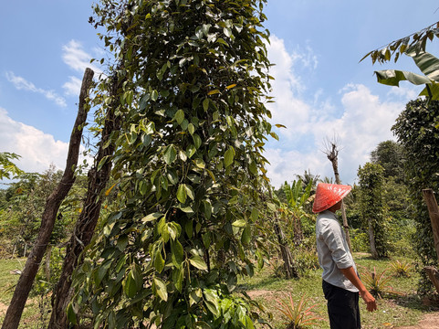 Phu Quoc Countryside-富国岛必去景点