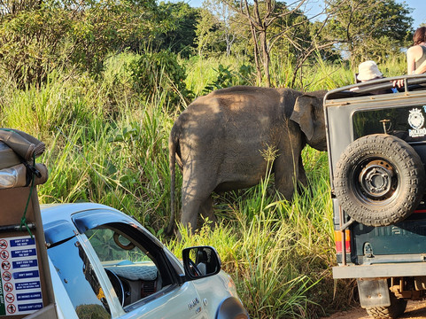Dazzling Tours-康提必去景点