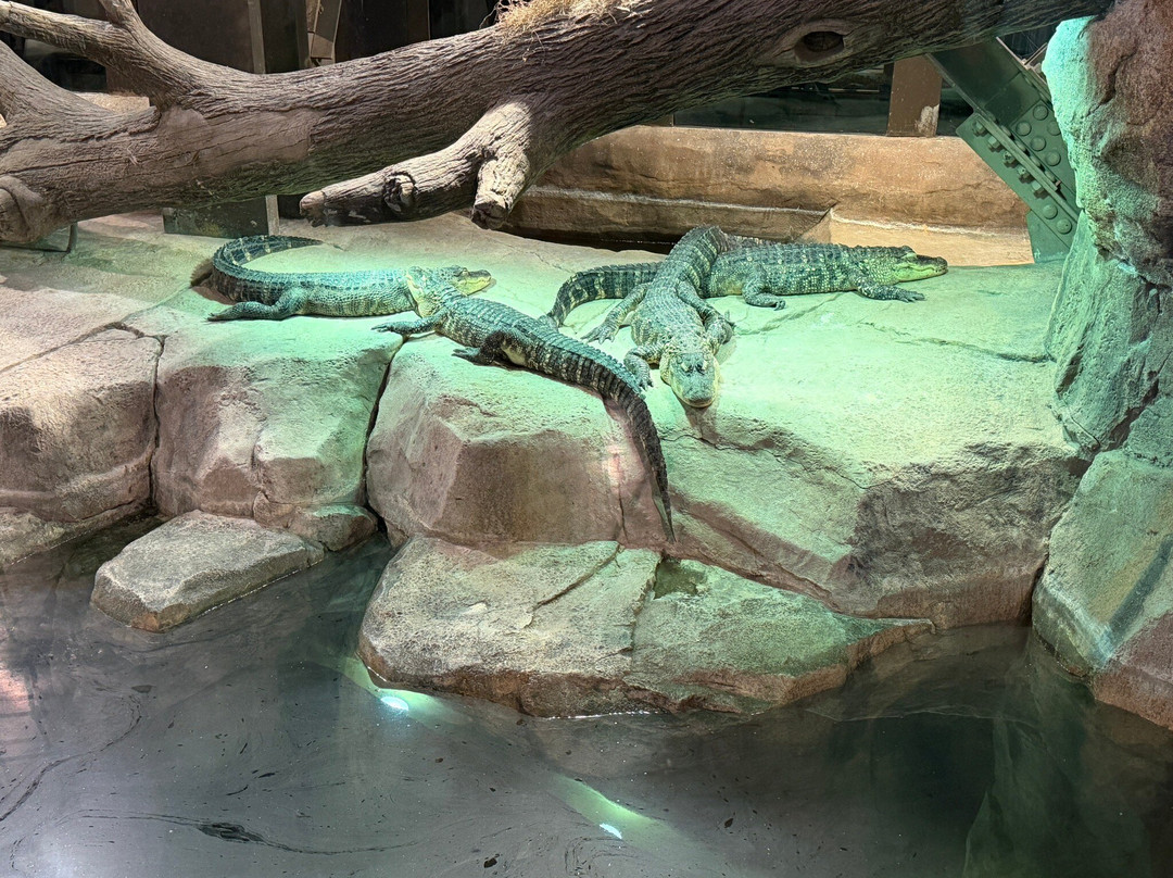 Bass Pro Shops at the Pyramid-孟菲斯必去景点