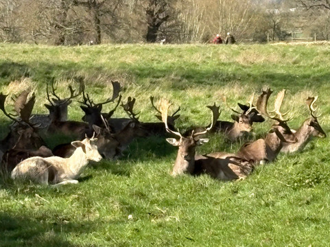 National Trust - Charlecote Park-沃里克必去景点
