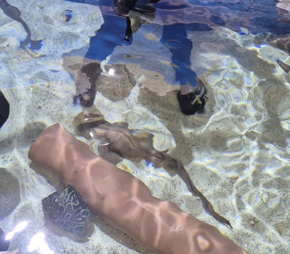 Skegness Aquarium-斯凯格内斯必去景点