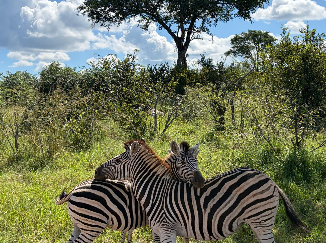 Southern Kruger Safaris-玛洛斯帕克必去景点