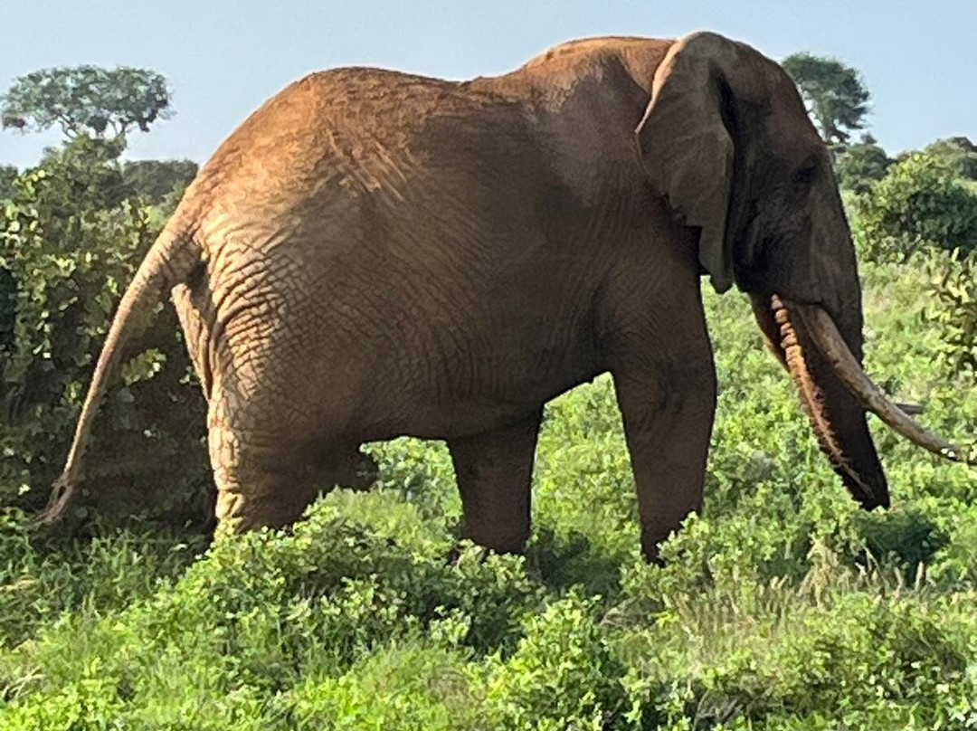 Giornale Kenya Safari - Day Tours-瓦塔木必去景点