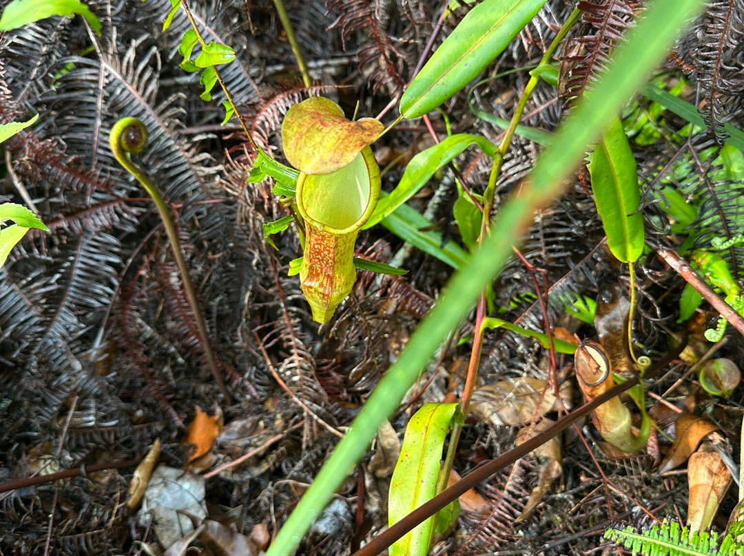 Ferns, Fronds, Friends & Family-丹那拉塔必去景点