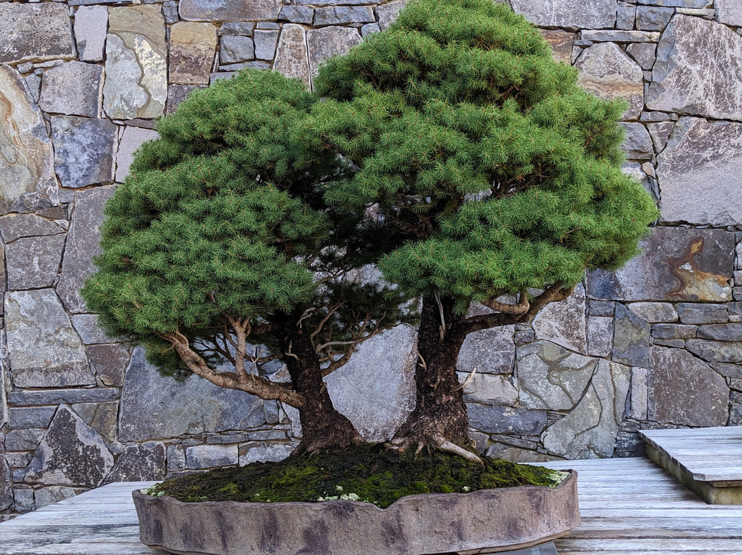 National Bonsai & Penjing Collection-Molonglo Valley必去景点