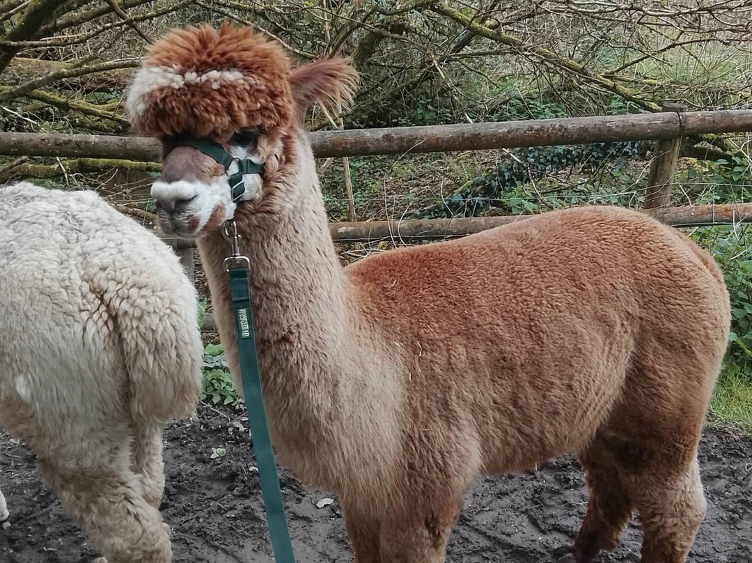 Popham Farm Alpaca Trekking-索尔塔什必去景点