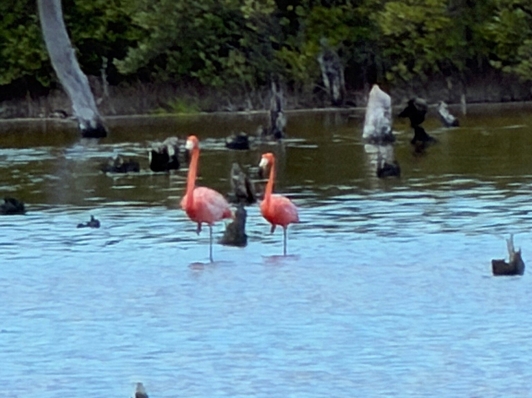 Guardianes De Los Manglares De Dzinintún-塞莱斯顿必去景点
