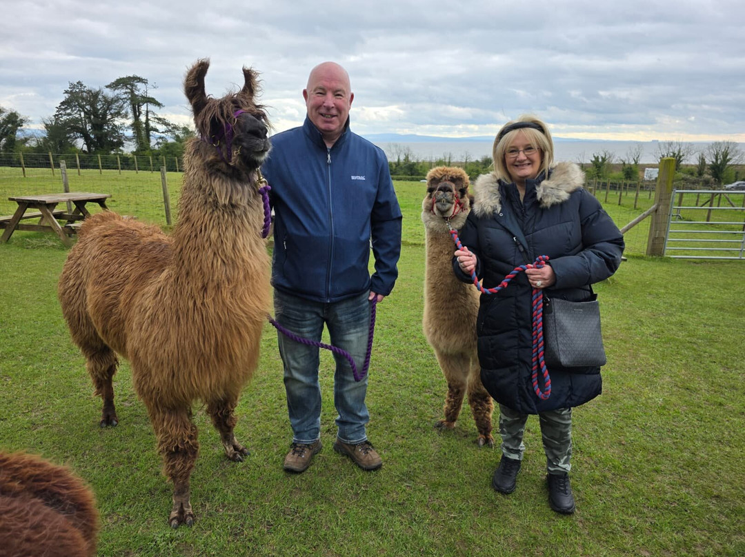 Bardsea Alpacas And Llamas-Bardsea必去景点
