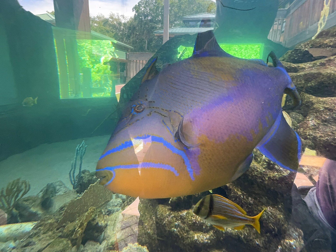 Gumbo Limbo Nature Center-博卡拉顿必去景点