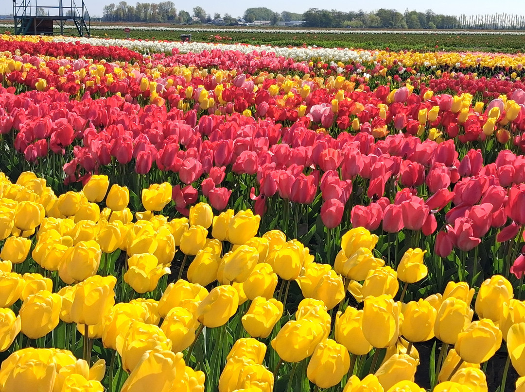 Tulip Experience Amsterdam-诺德韦克豪特必去景点