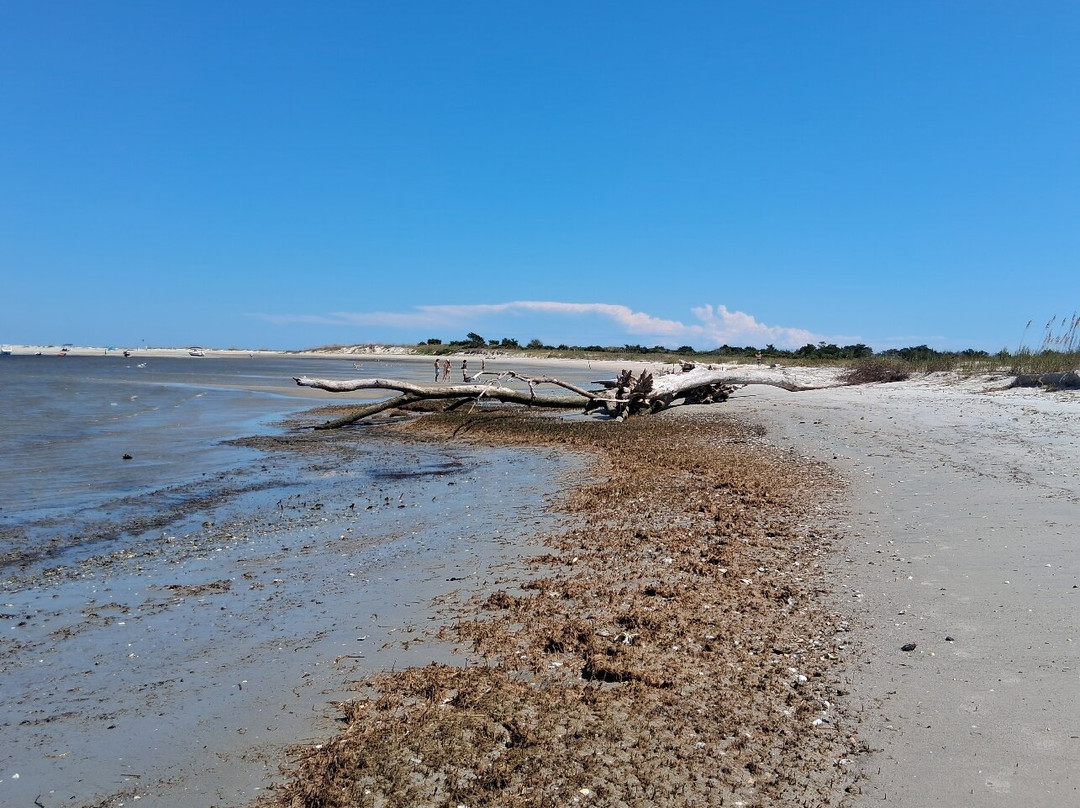 Masonboro Island Reserve-威尔明顿必去景点