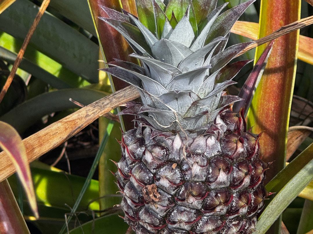Sugarloaf Pineapple Farm-基拉韦厄必去景点