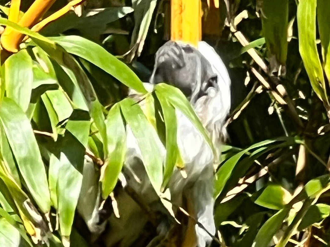 Newquay Zoo-纽奎必去景点