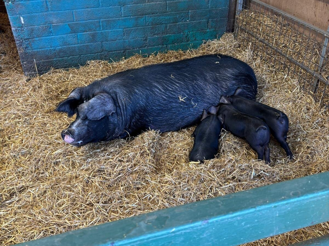 Whitehouse Farm Centre-莫佩思必去景点