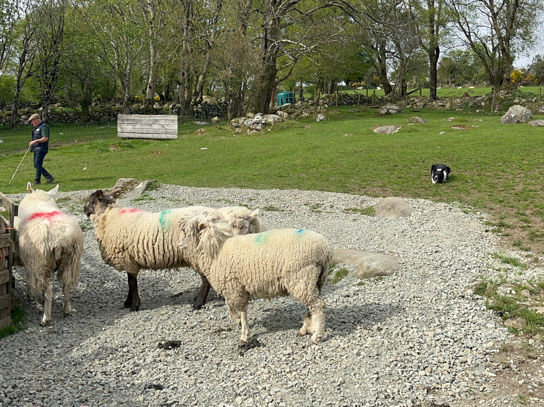 Cullen's Sheep Farm-拉腊必去景点