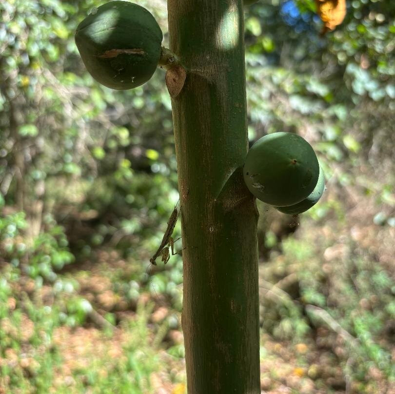Visit Calakmul-Xpujil Town必去景点