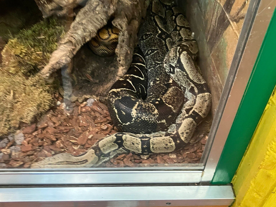 Reptilienzoo Happ-卡拉根渡口必去景点