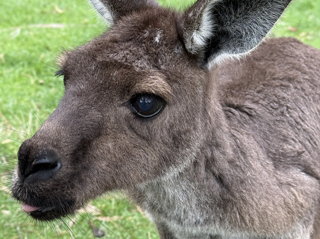 Cleland Wildlife Park-Crafers必去景点