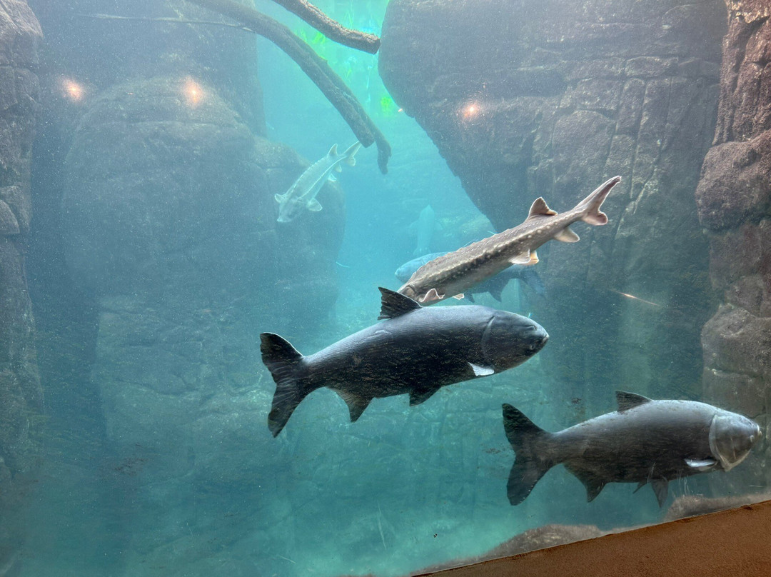 Zoo Antwerpen (dierentuin)-安特卫普必去景点