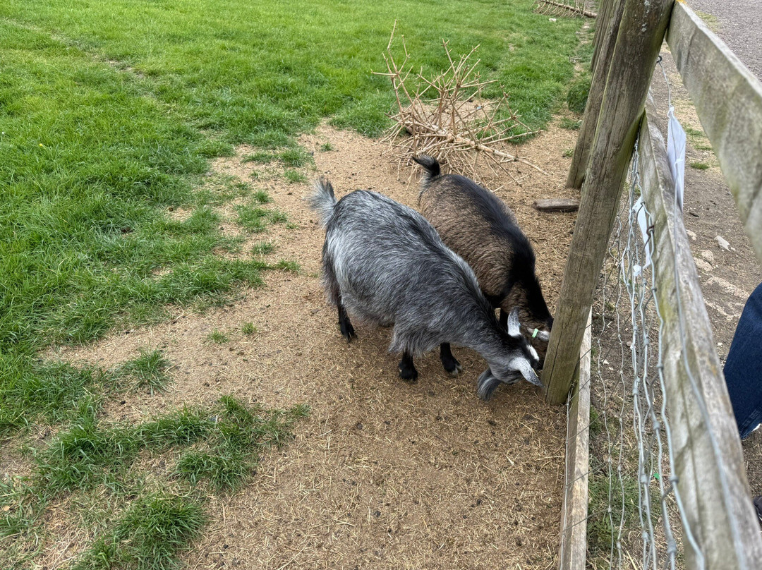 Butterfly World & Farm Park-Wanborough必去景点