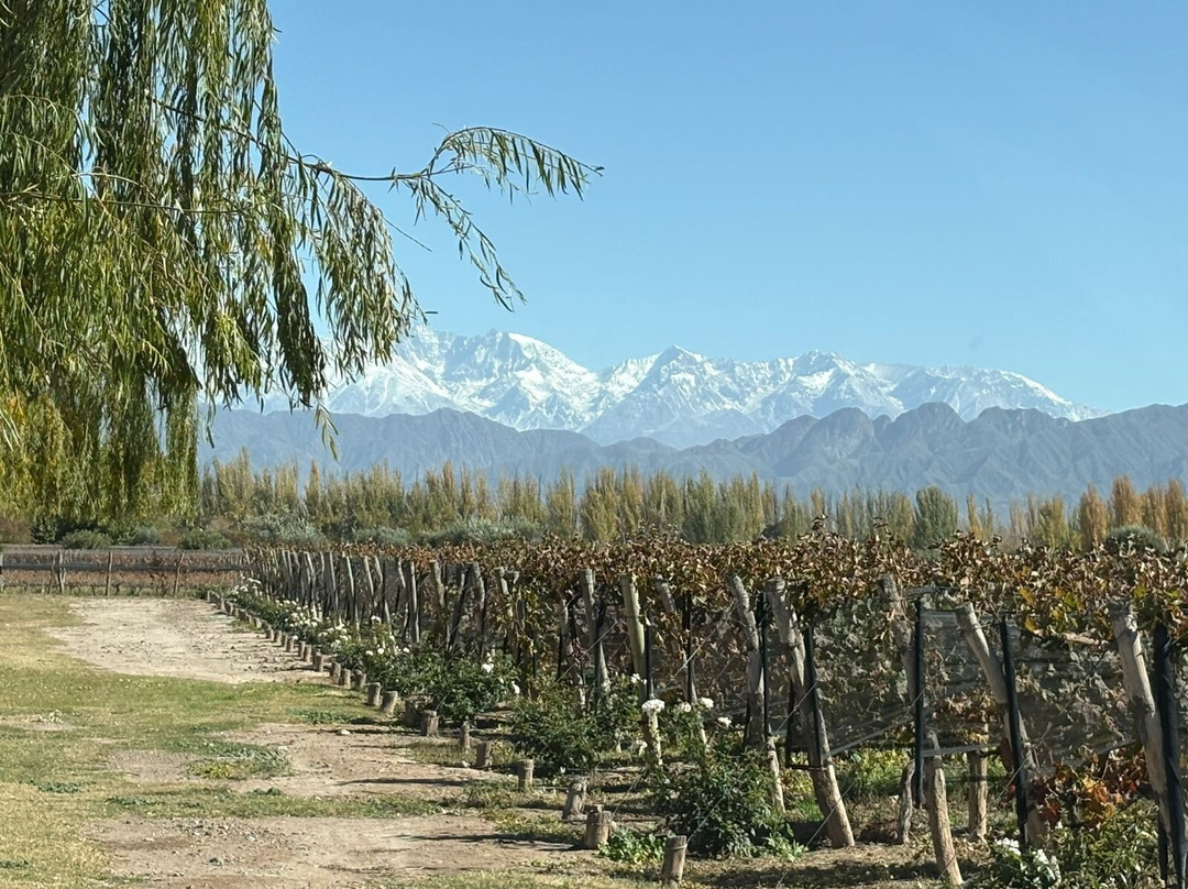 Altieri Wines - Vinorum-路冉得库约必去景点