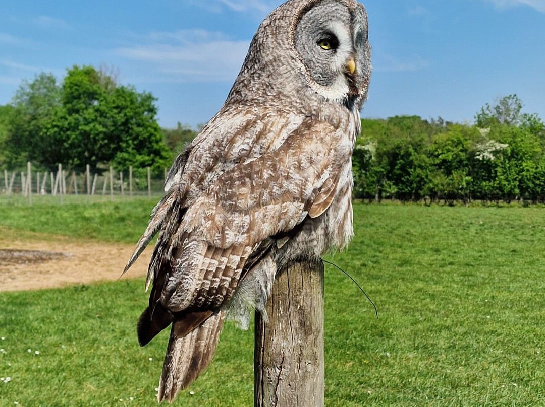 UK Owl And Raptor Centre-Groombridge必去景点