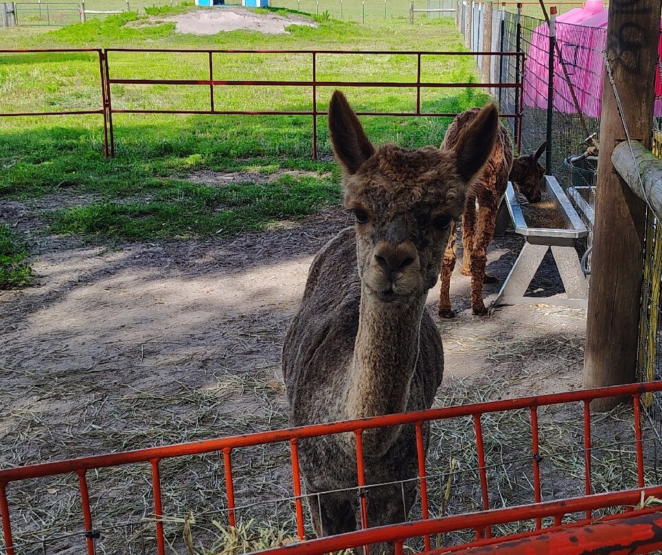 Green Meadows Petting Farm-基西米必去景点