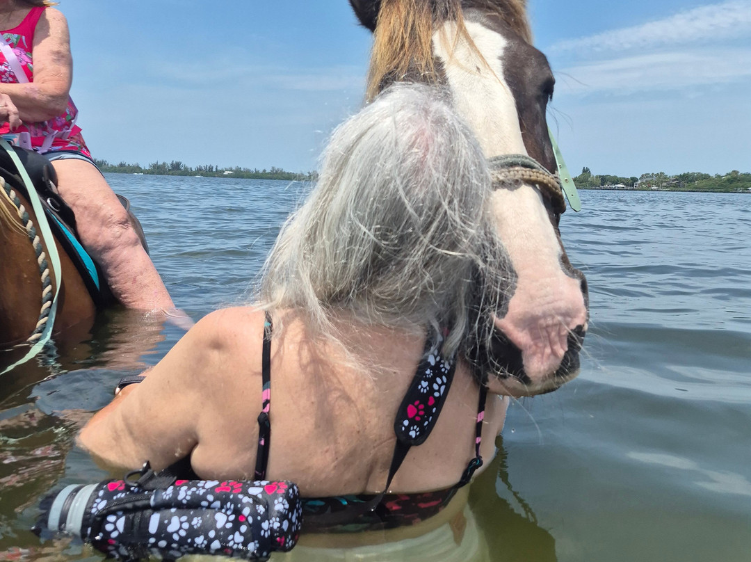 Florida Beach Horses-布雷登顿必去景点