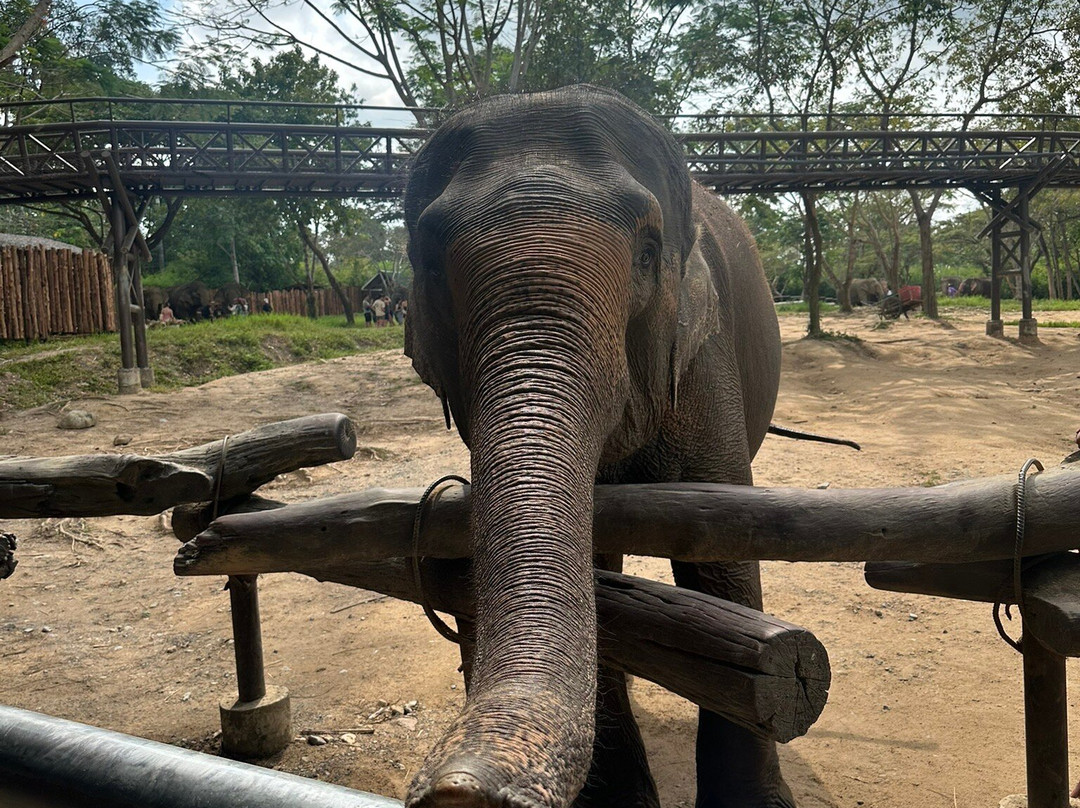 Samui Elephant Sanctuary-波普特必去景点