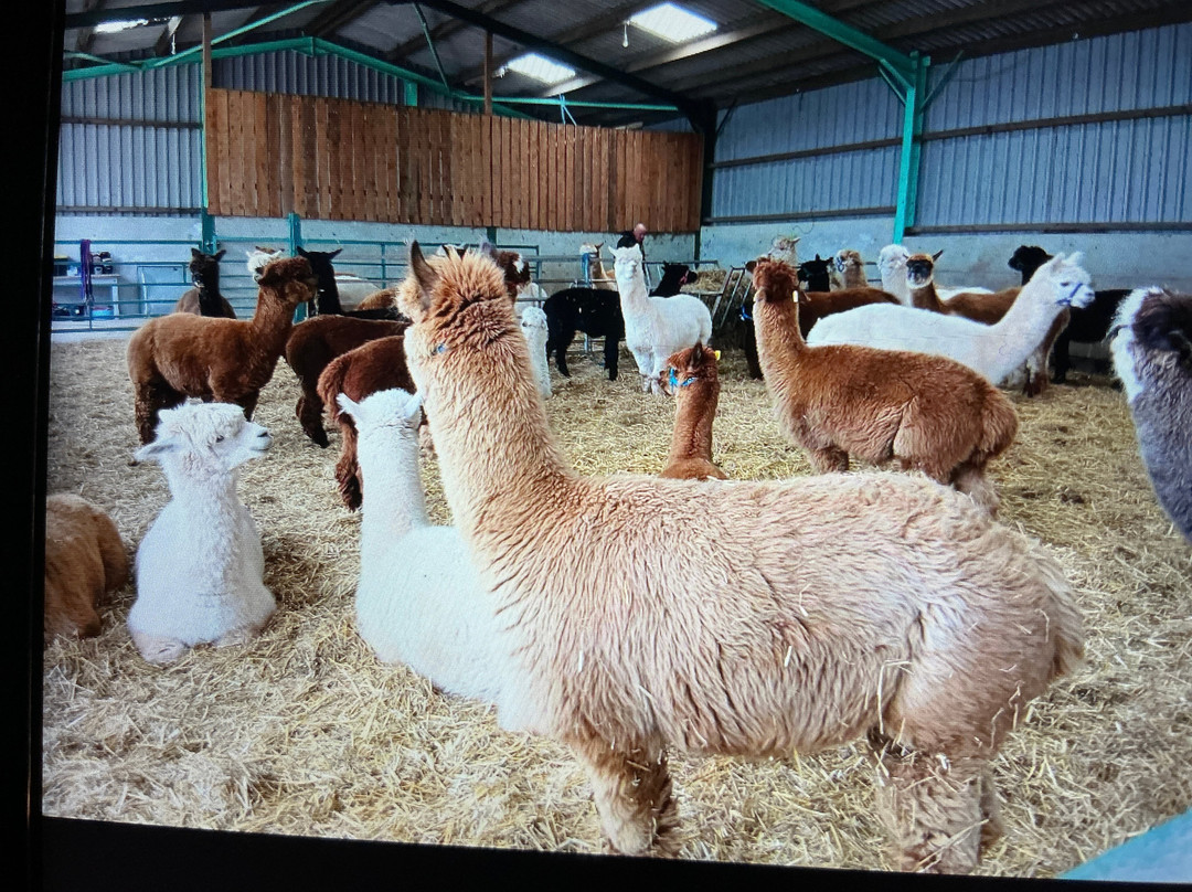 Alpaca My Boots-布雷肯必去景点