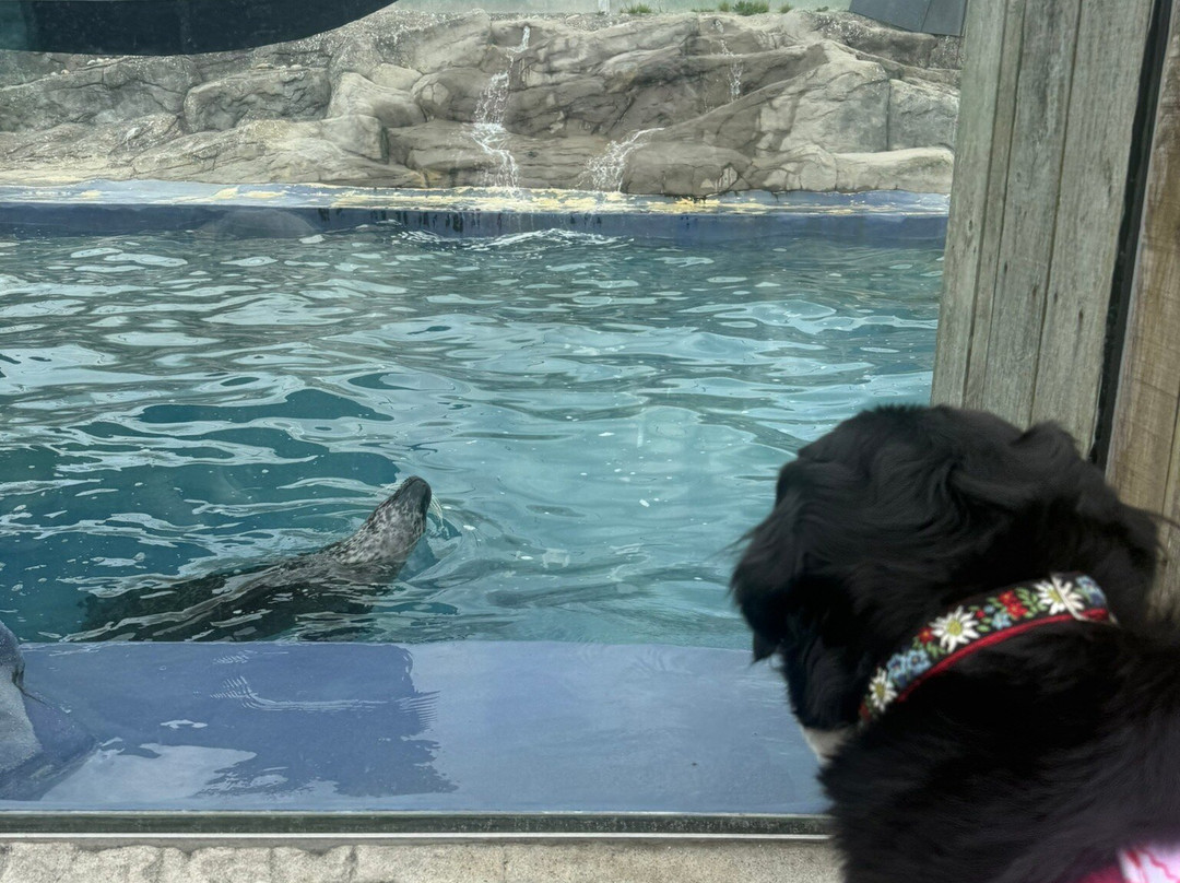 Cornish Seal Sanctuary-Gweek必去景点