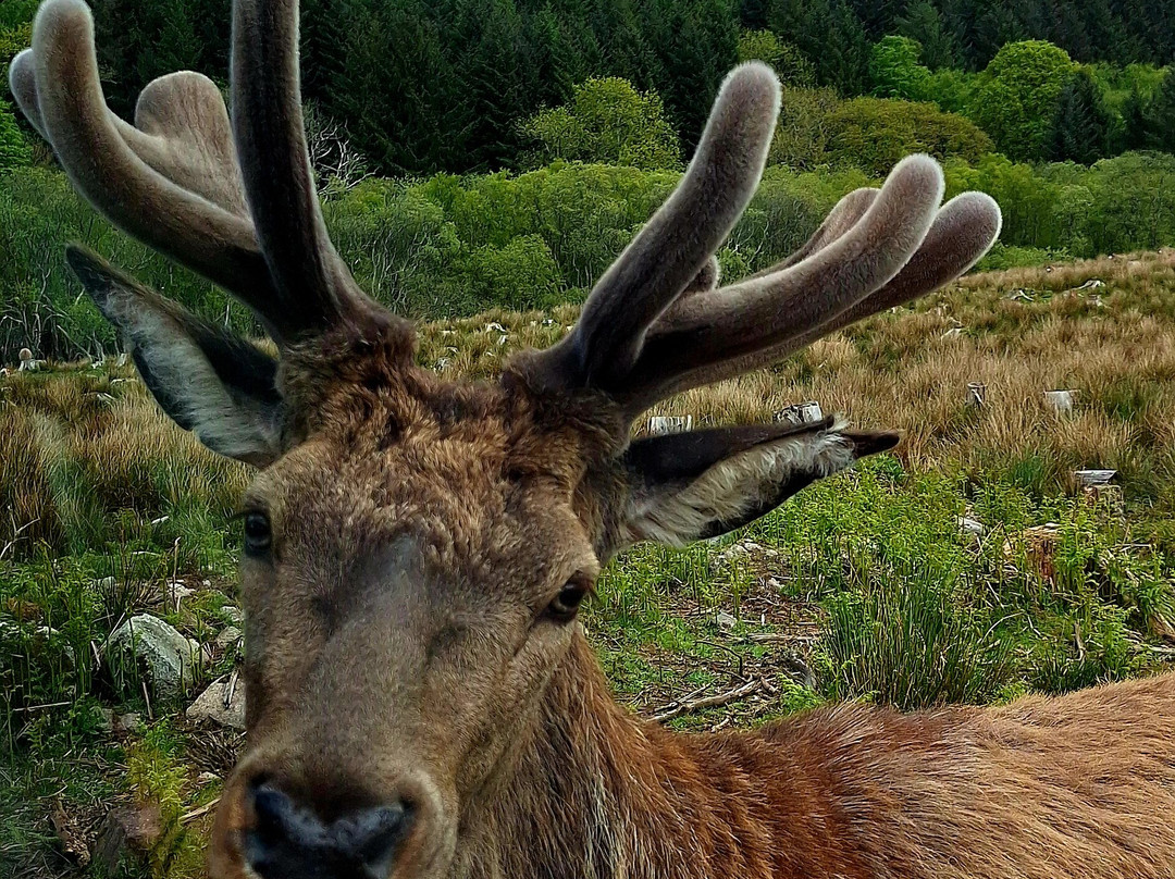 Bainloch Deer Park-Dalbeattie必去景点