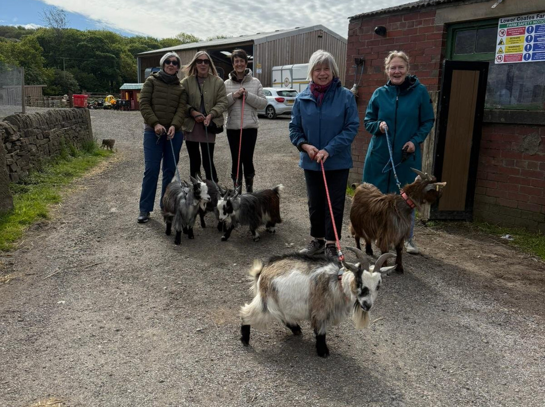 Walking the goats at Lower Coates-巴恩斯利必去景点