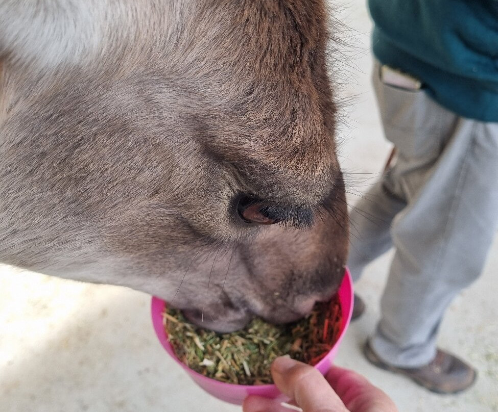 Blackwattle Alpaca Farm-穆任百特曼必去景点