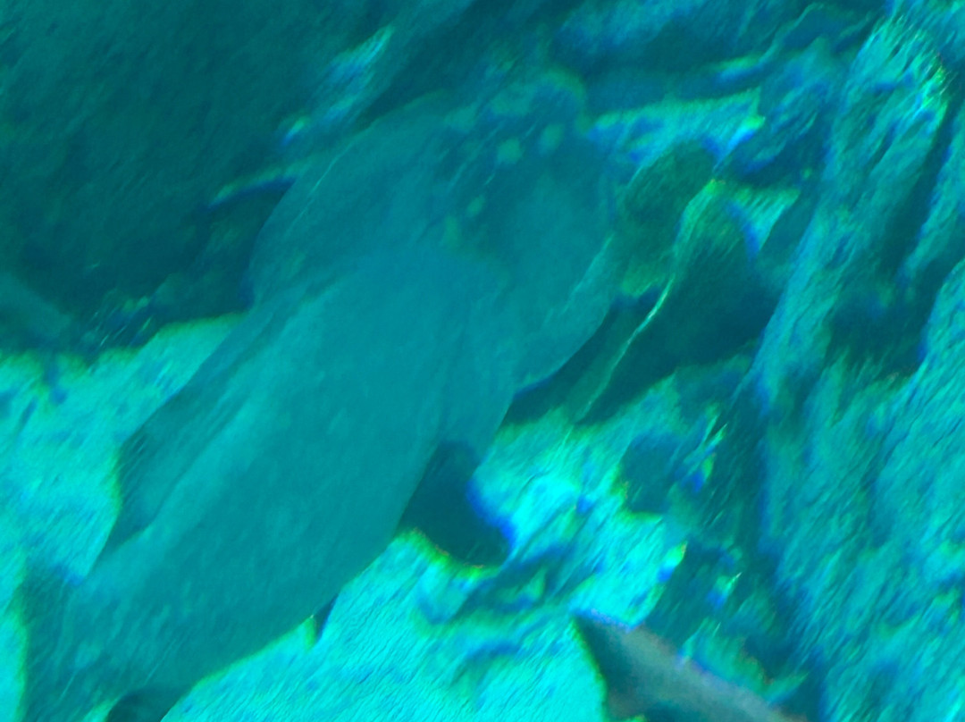 太平洋水族馆-长滩必去景点